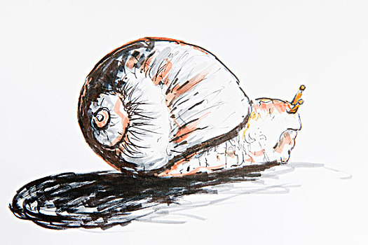 蜗牛,绘画,德国