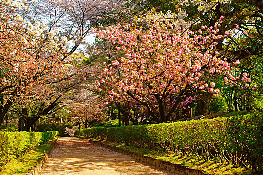 樱花,熊本,城堡,日本