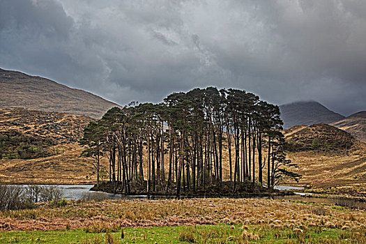 树,湖,围绕,高地,苏格兰