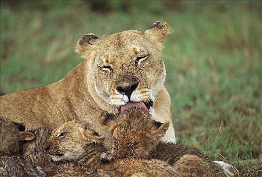 雌狮,母狮,狮子,舔,湿,幼兽,猫科动物,哺乳动物,马赛马拉,肯尼亚,非洲,动物