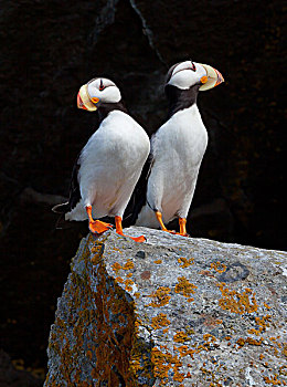 角嘴海雀,有角,克拉克湖,国家公园,阿拉斯加,美国