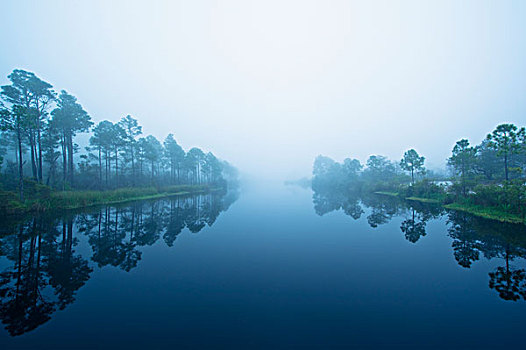 树,反射,水,河,佛罗里达,美国