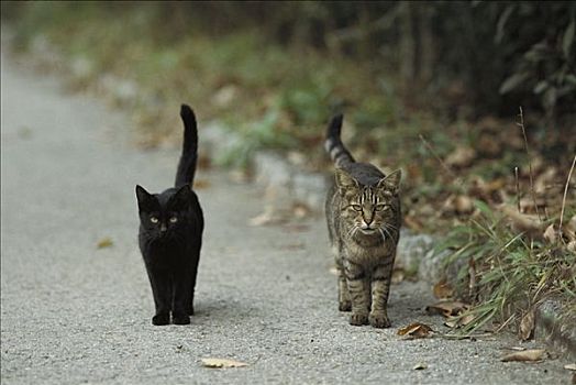 家猫,两个,警惕,成年,黑猫,斑猫,走,小路,并排,尾部