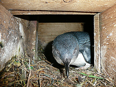 小蓝企鹅,凝视,室外,窝,盒子,菲利普岛,澳大利亚