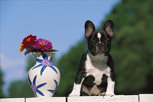 法国牛头犬,狗,小狗,坐,靠近,花瓶,花