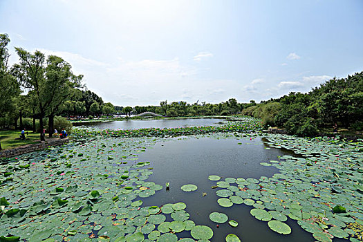 太阳岛,荷塘,湖泊