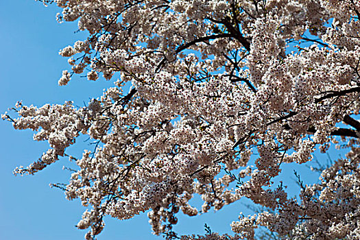 韩国济州岛汉拿山御里木,樱花