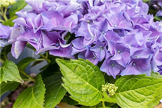 蓝色,紫罗兰,八仙花属,花