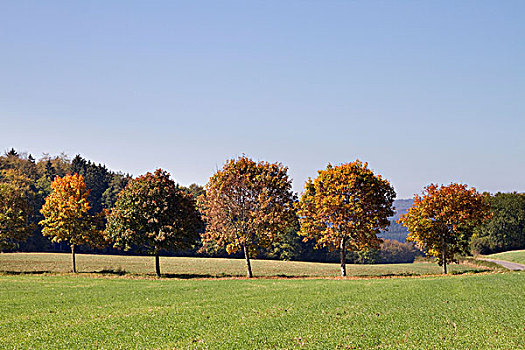 秋景,靠近,巴登符腾堡,德国,欧洲
