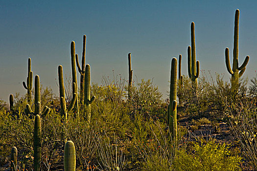 树形仙人掌,信号,山,萨瓜罗国家公园,亚利桑那,美国