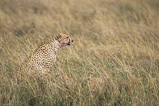 坦桑尼亚,恩戈罗恩戈罗火山口,印度豹
