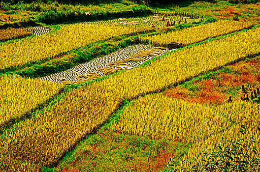 多彩田园