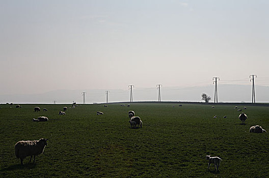 绵羊,土地,东北方,英格兰,英国