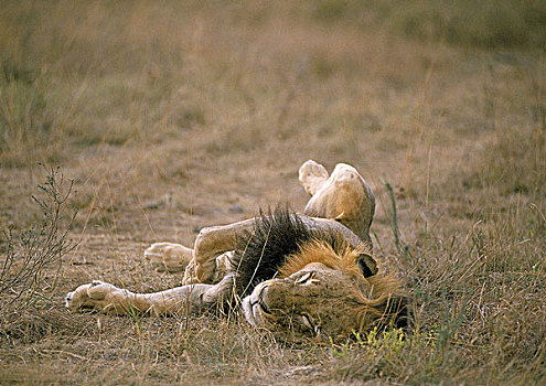 非洲狮,狮子,雄性,睡觉,马赛马拉,公园,肯尼亚