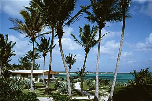 正面,棕榈树,旁侧,海洋,自由岛,巴哈马