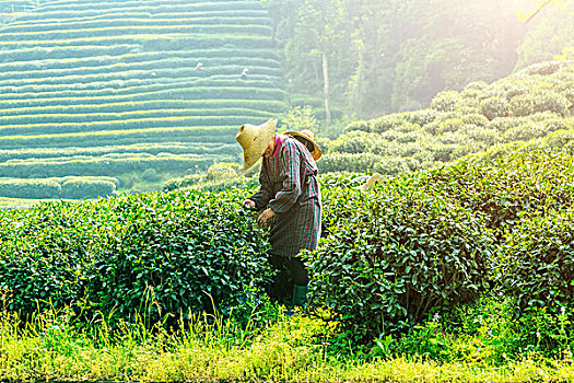 杭州,西湖,龙井,茶,花园