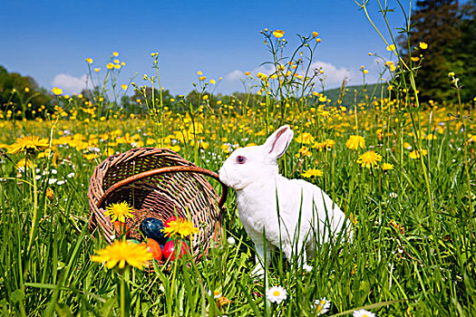 复活节兔子,蛋,草地,春天