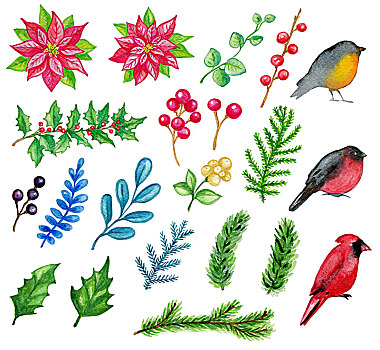 水彩,圣诞节,设计,白色背景,鸟,植物
