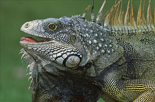 绿鬣蜥,科罗拉多岛,巴拿马