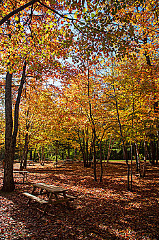 野餐凳,公园,秋色,加拿大