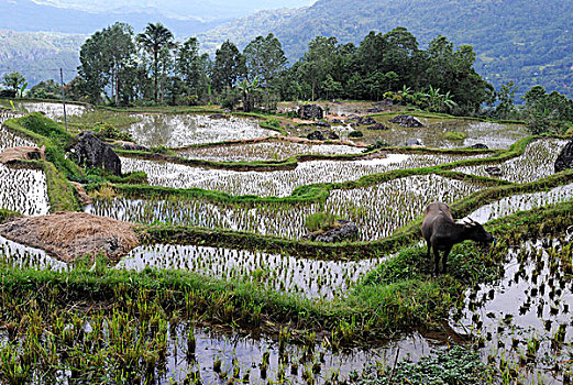稻米,苏拉威西岛,岛屿,印度尼西亚,东南亚