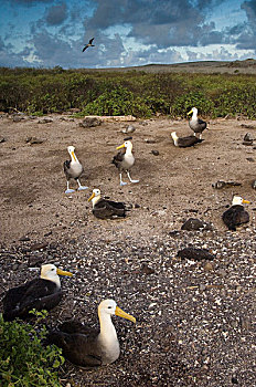 加岛信天翁,生物群,西班牙岛,加拉帕戈斯群岛,厄瓜多尔