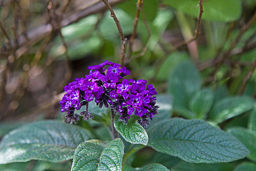 香草,花