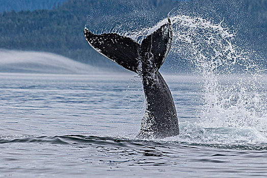 驼背鲸,尾部,海峡,北温哥华岛,不列颠哥伦比亚省,加拿大
