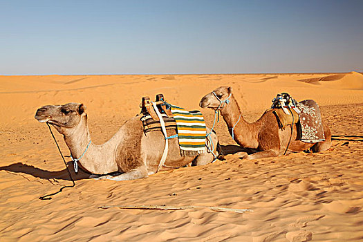 马鞍,单峰骆驼,撒哈拉沙漠,靠近,突尼斯,北非,非洲