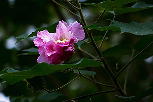 美艳的芙蓉花,木芙蓉,拒霜花,木莲,地芙蓉,华木