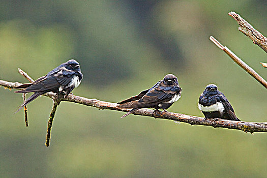 栖息,枝条,靠近,国家公园,东南部,厄瓜多尔
