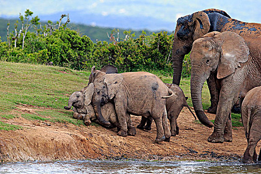 非洲象,牧群,小动物,水坑,阿多大象国家公园,东开普省,南非,非洲