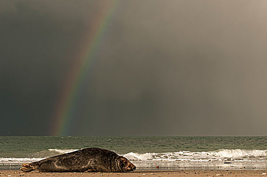 灰海豹,正面,彩虹,石荷州,德国,欧洲
