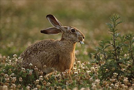 欧洲野兔,吃,植被,欧洲