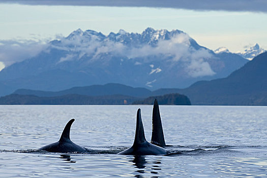 逆戟鲸,鲸,表面,运河,海岸山脉,背景,东南阿拉斯加