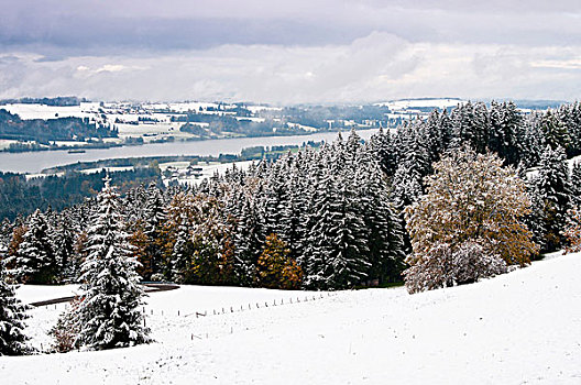 湖,第一,下雪,区域,巴伐利亚,德国,欧洲