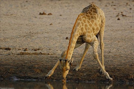 长颈鹿,弯腰,喝,水坑,非洲