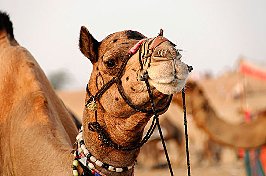 单峰骆驼,骑,骆驼,塔尔沙漠,靠近,斋沙默尔,拉贾斯坦邦,印度,亚洲