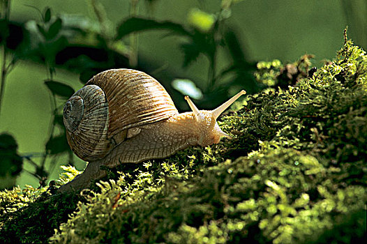 法国,蜗牛