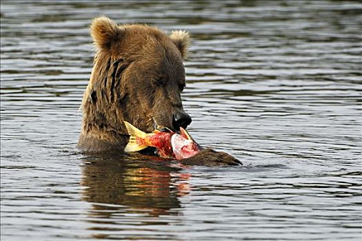 阿拉斯加,棕熊,吃,三文鱼