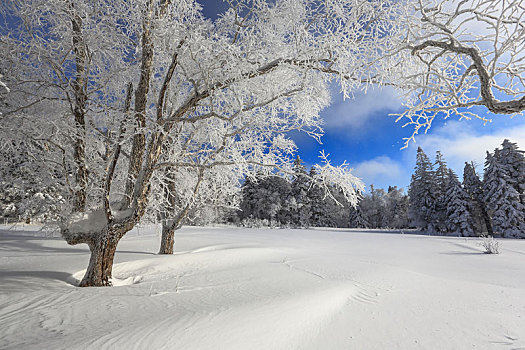 吉林省仙峰国家森林公园暗河雪景