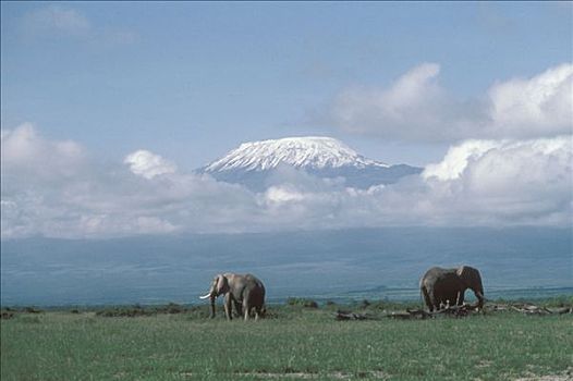 非洲象,一对,漫游,草地,正面,坦桑尼亚