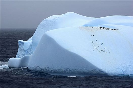 帽带企鹅,南极企鹅,冰山,库克群岛,南极
