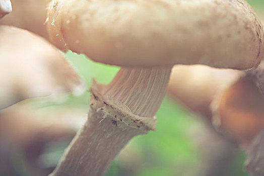 小,蘑菇,秋天