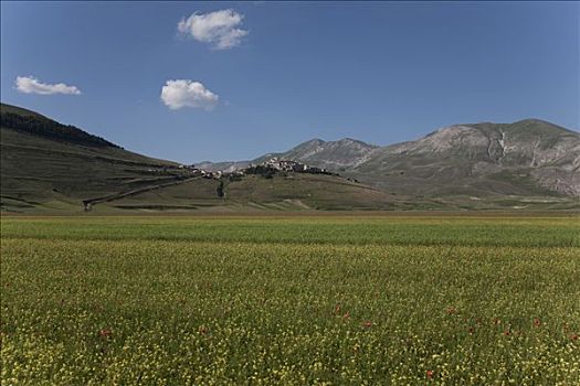 野花,地点,乡村,背景,翁布里亚,意大利