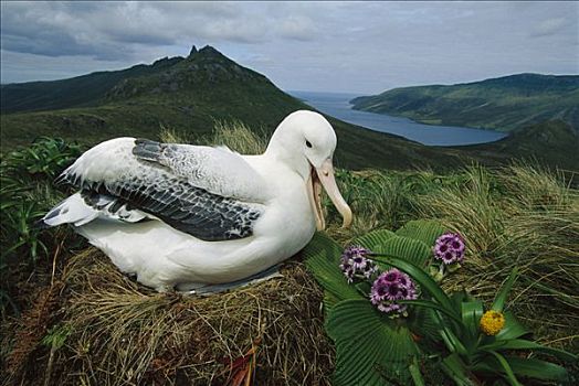 皇家,信天翁,巢穴,坎贝尔岛,新西兰