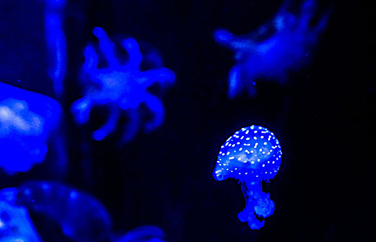 亚洲中国山东烟台海昌鲸鲨海洋公园水母jellyfish