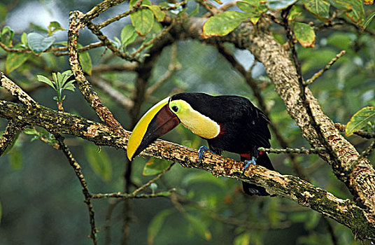 巨嘴鸟,成年,站立,枝条,哥斯达黎加