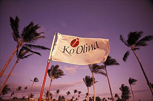 夏威夷,瓦胡岛,高尔夫球杆,黎明,旗帜,棕榈树