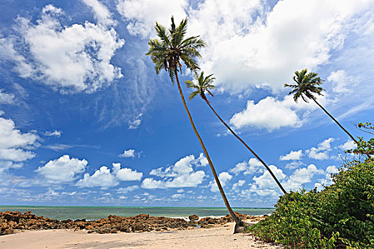 棕榈树,海滩,巴西